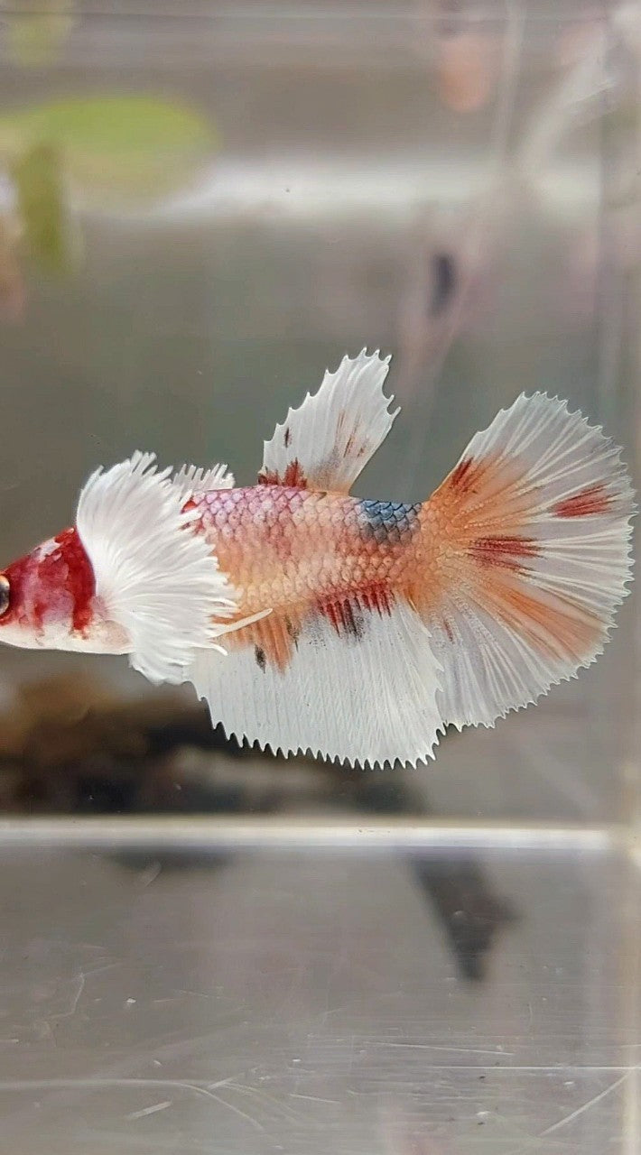 WEIBLICHER HALFMOND-DUMBO-OHR-ORANGE-KUPFER-MEHRFARBIGER BETTA-FISCH