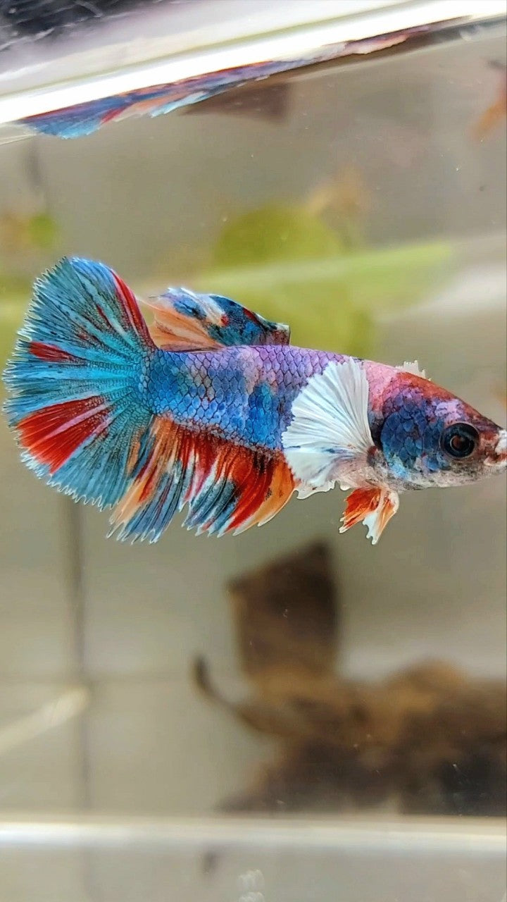 WEIBLICHER HALBMOND-DUMBO-OHR-REGENBOGEN-MEHRFARBIGER BETTA-FISCH