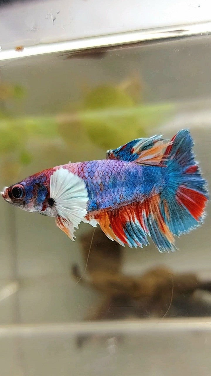 WEIBLICHER HALBMOND-DUMBO-OHR-REGENBOGEN-MEHRFARBIGER BETTA-FISCH