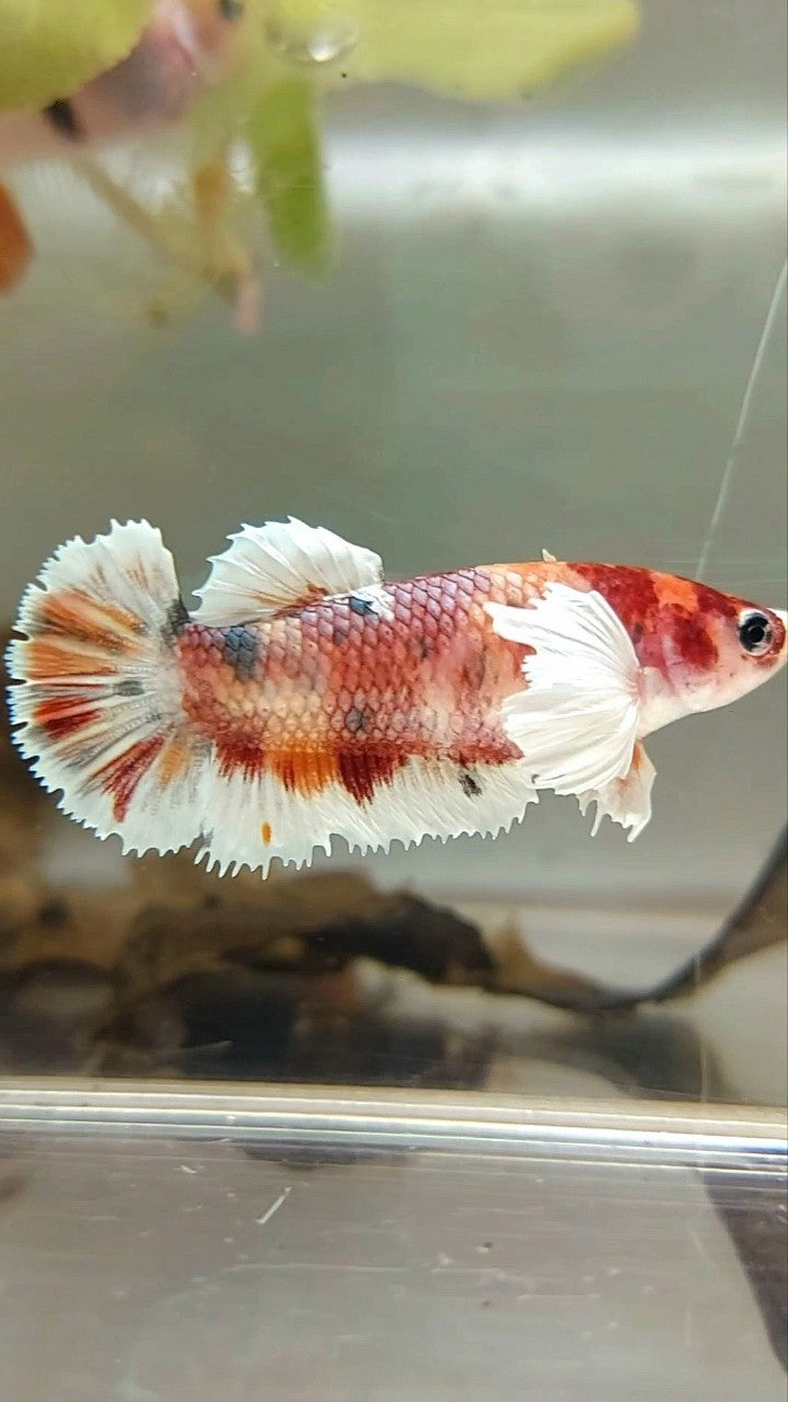 FEMALE PLAKAT DUMBO EAR ORANGE COPPER MULTICOLOR BETTA FISH