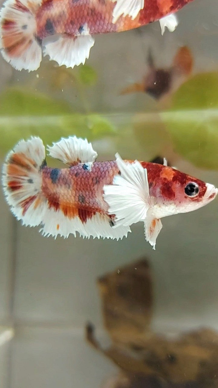 FEMALE PLAKAT DUMBO EAR ORANGE COPPER MULTICOLOR BETTA FISH