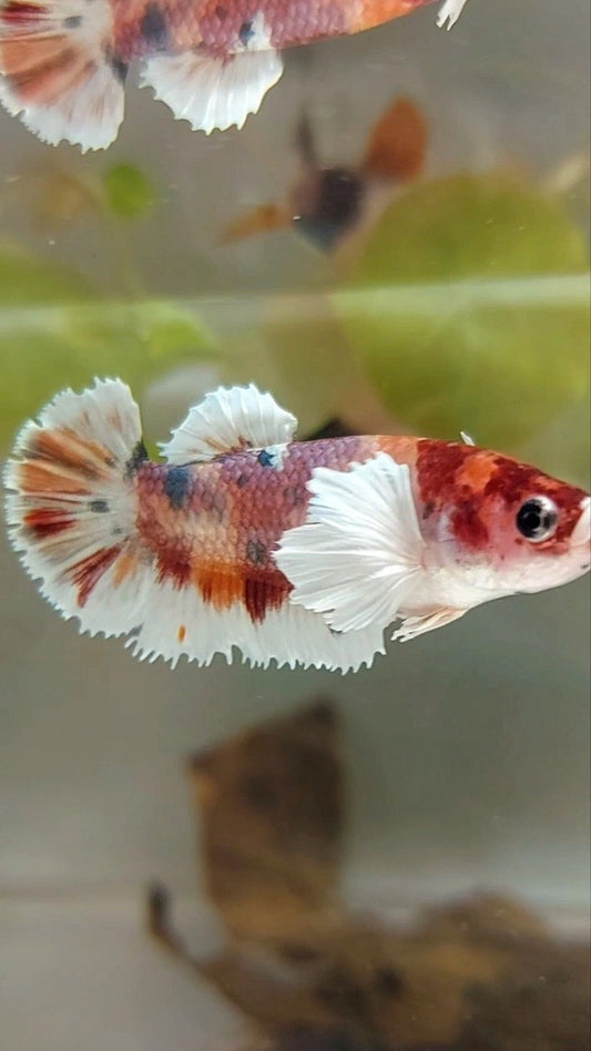 FEMALE PLAKAT DUMBO EAR ORANGE COPPER MULTICOLOR BETTA FISH