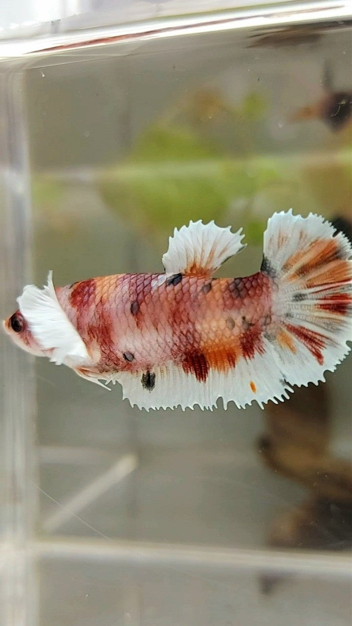 FEMALE PLAKAT DUMBO EAR ORANGE COPPER MULTICOLOR BETTA FISH