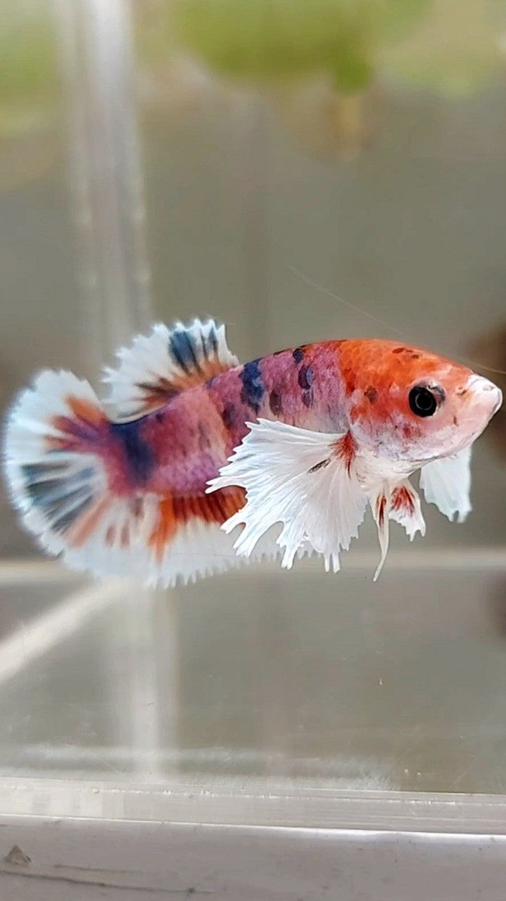 FEMALE PLAKAT DUMBO EAR PURPLE CANDY MULTICOLOR BETTA FISH