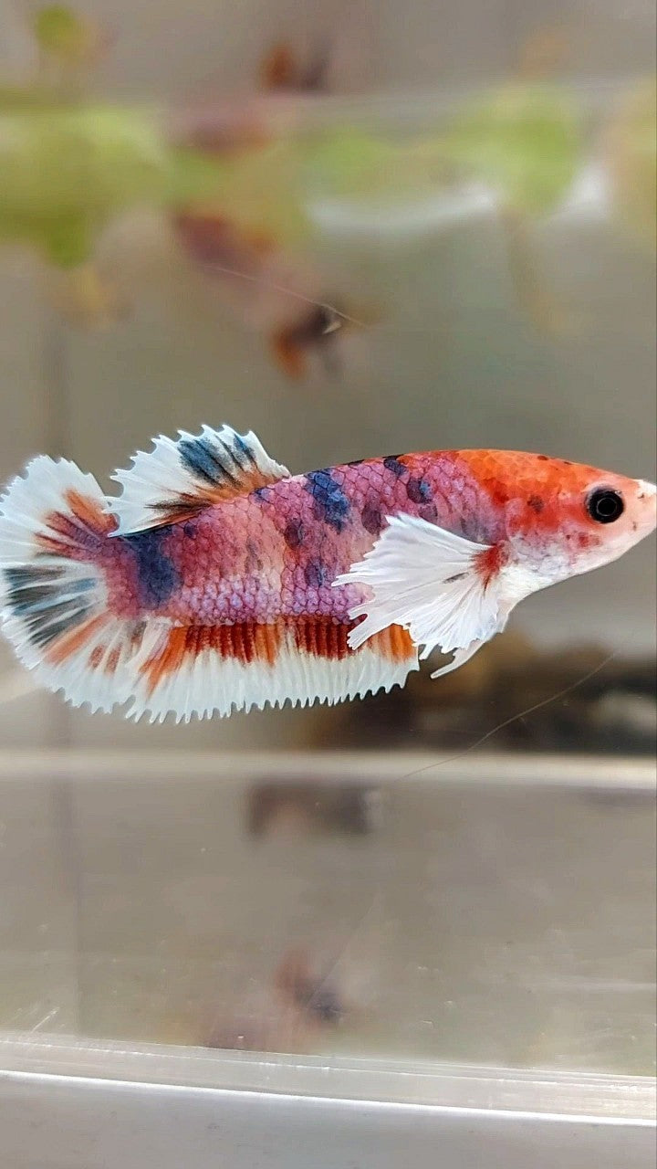 FEMALE PLAKAT DUMBO EAR PURPLE CANDY MULTICOLOR BETTA FISH