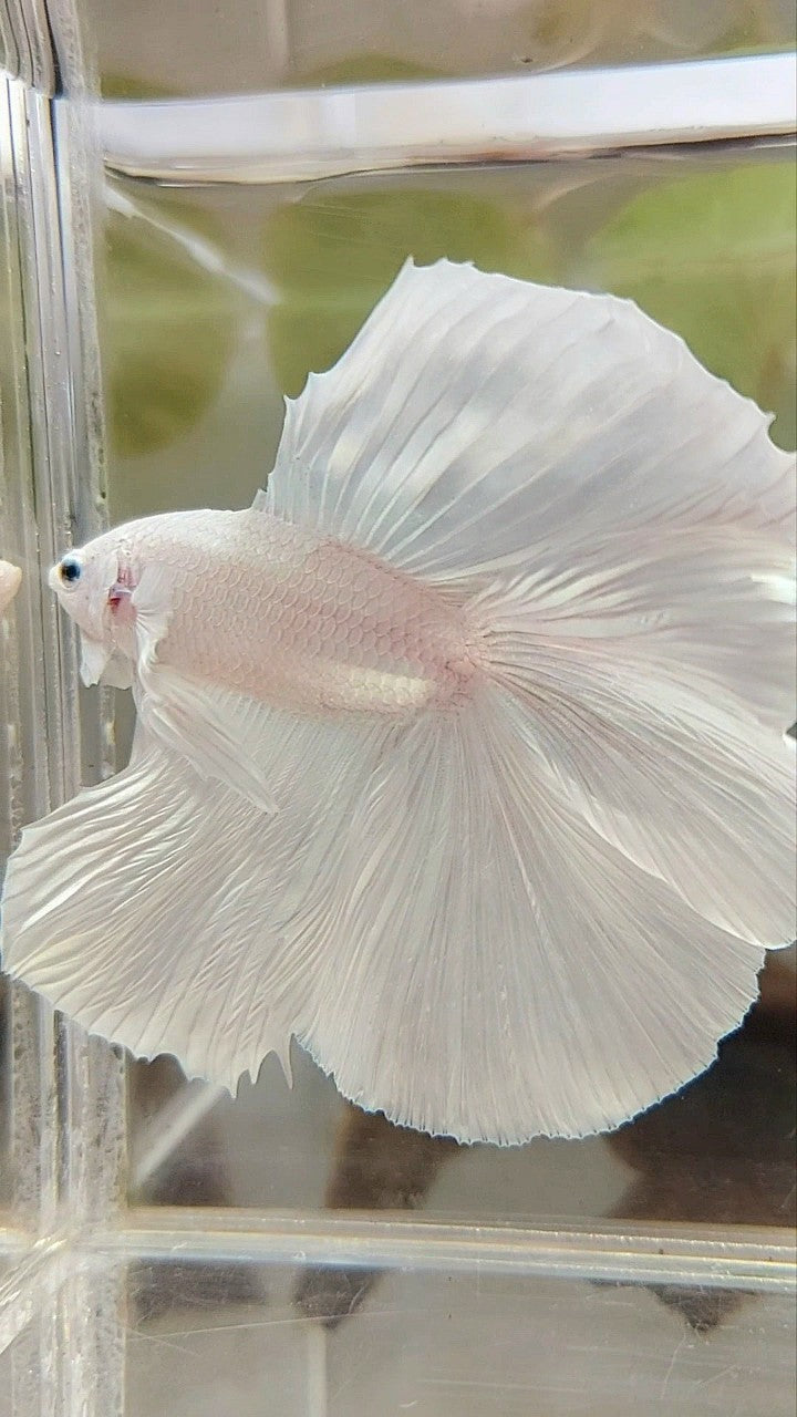 XL HALFMOON OVERTAIL DOUBLE TAIL WHITE PLATINUM BETTA FISH