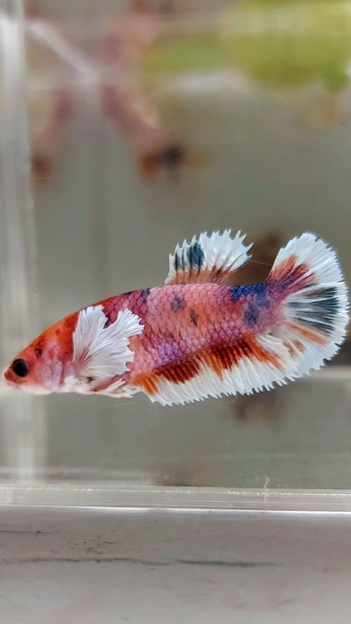 FEMALE PLAKAT DUMBO EAR PURPLE CANDY MULTICOLOR BETTA FISH