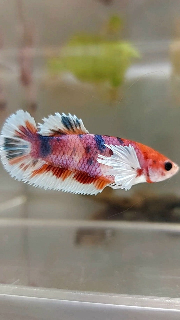 FEMALE PLAKAT DUMBO EAR PURPLE CANDY MULTICOLOR BETTA FISH