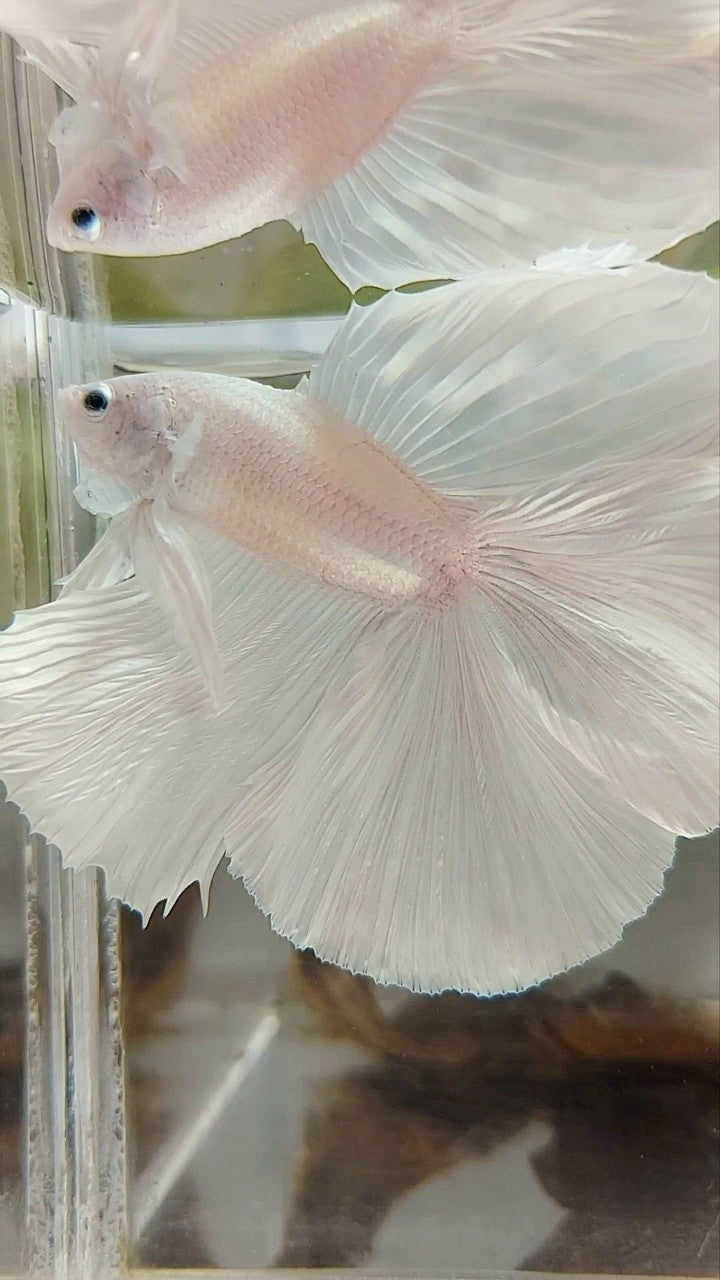 XL HALFMOON OVERTAIL DOUBLE TAIL WHITE PLATINUM BETTA FISH