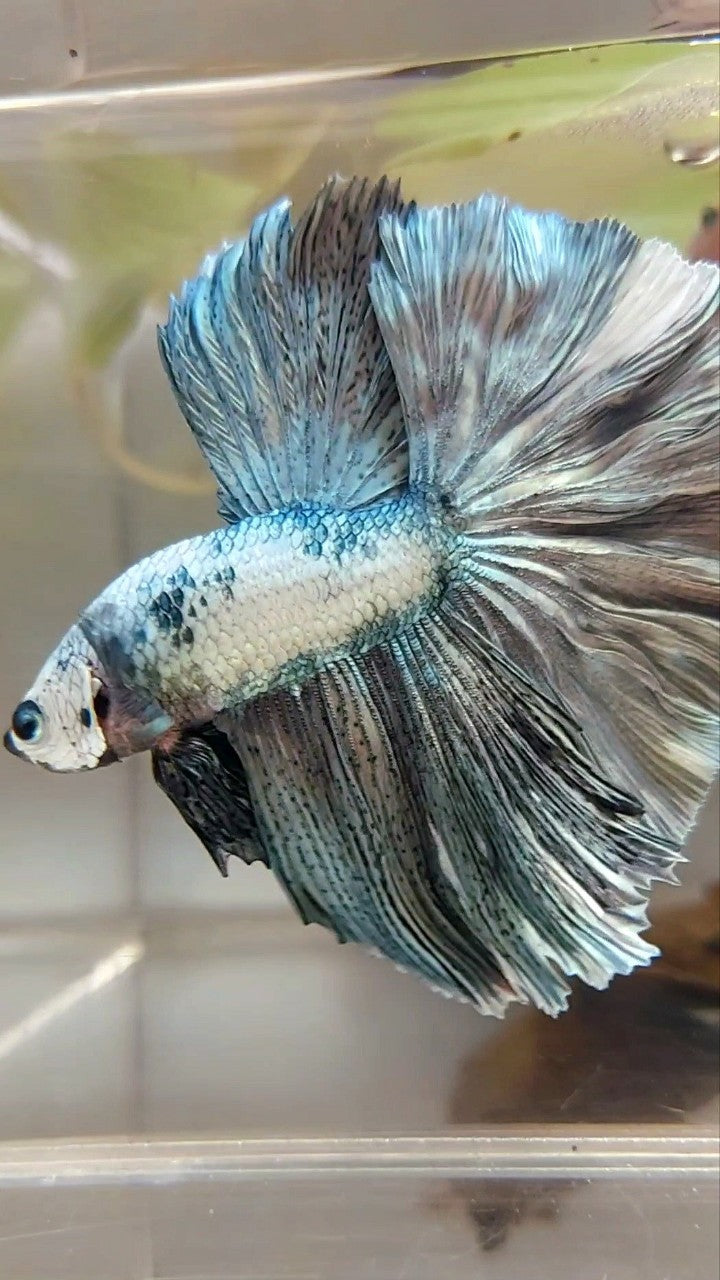 HALFMOON ROSETAIL WEISSER KUPFERRAND EINZIGARTIGER BETTA-FISCH