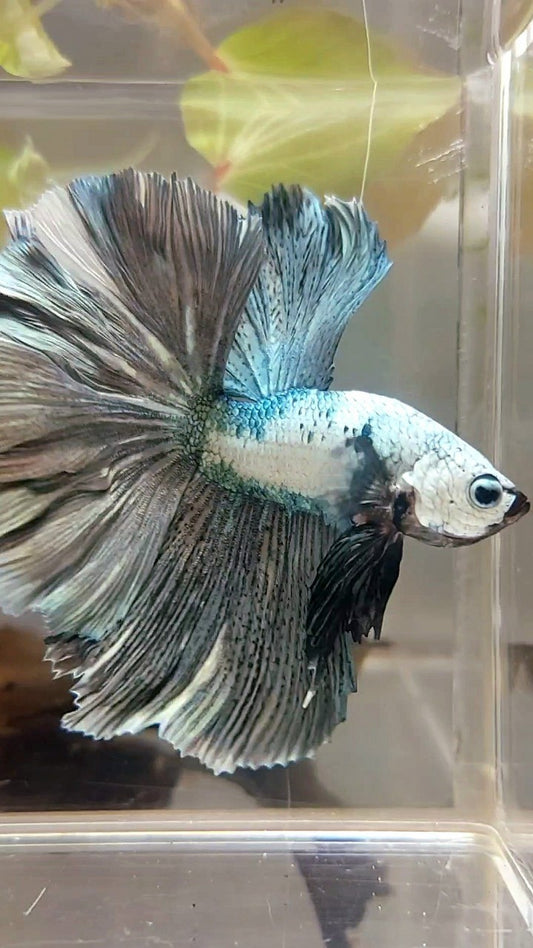 HALFMOON ROSETAIL WHITE COPPER RIM UNIQUE BETTA FISH