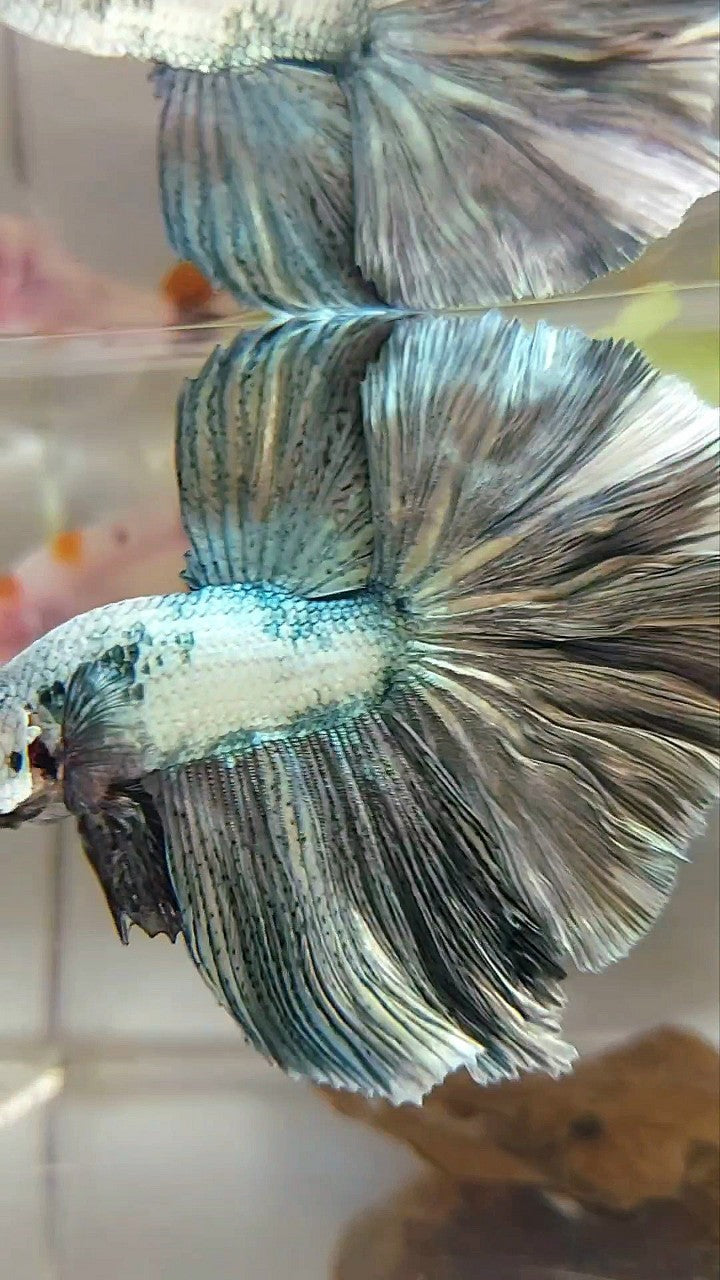 HALFMOON ROSETAIL WEISSER KUPFERRAND EINZIGARTIGER BETTA-FISCH