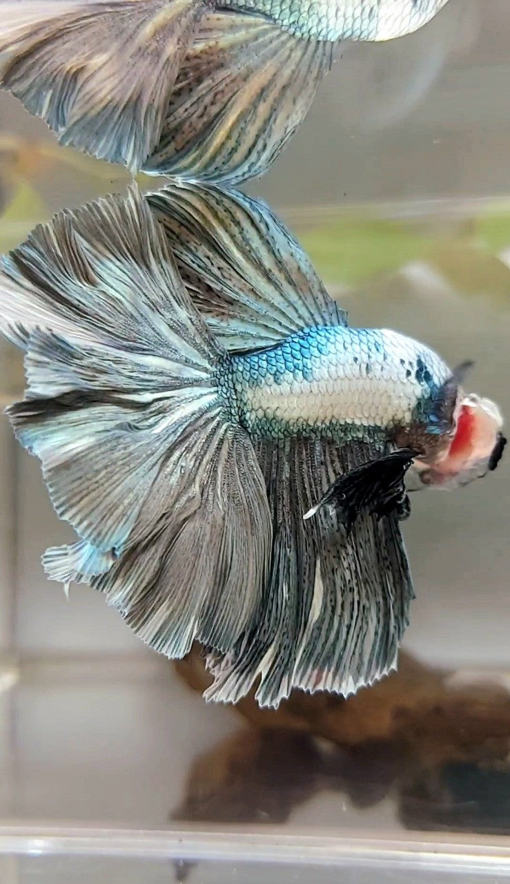 HALFMOON ROSETAIL WEISSER KUPFERRAND EINZIGARTIGER BETTA-FISCH