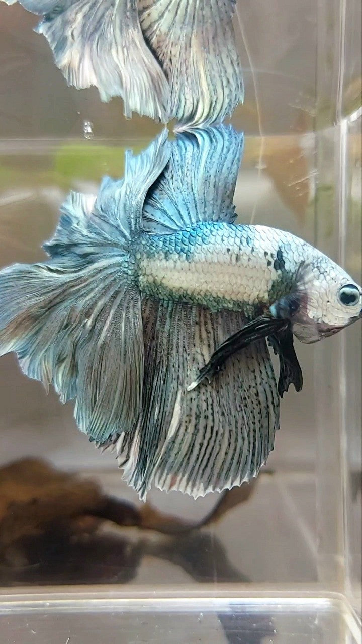 HALFMOON ROSETAIL WEISSER KUPFERRAND EINZIGARTIGER BETTA-FISCH