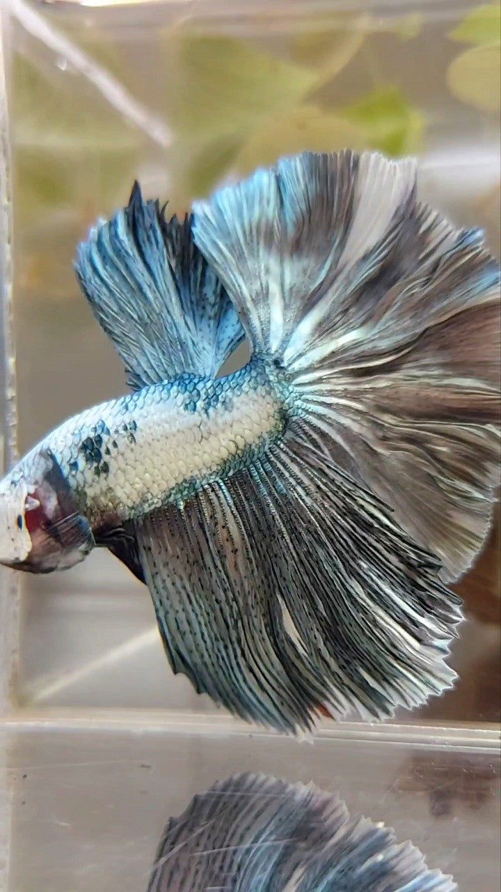 HALFMOON ROSETAIL WEISSER KUPFERRAND EINZIGARTIGER BETTA-FISCH