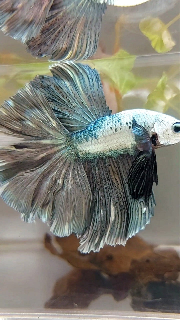 HALFMOON ROSETAIL WHITE COPPER RIM UNIQUE BETTA FISH