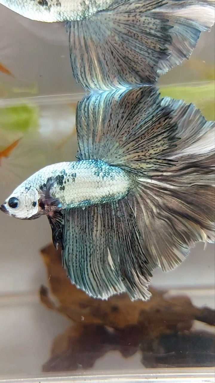 HALFMOON ROSETAIL WEISSER KUPFERRAND EINZIGARTIGER BETTA-FISCH