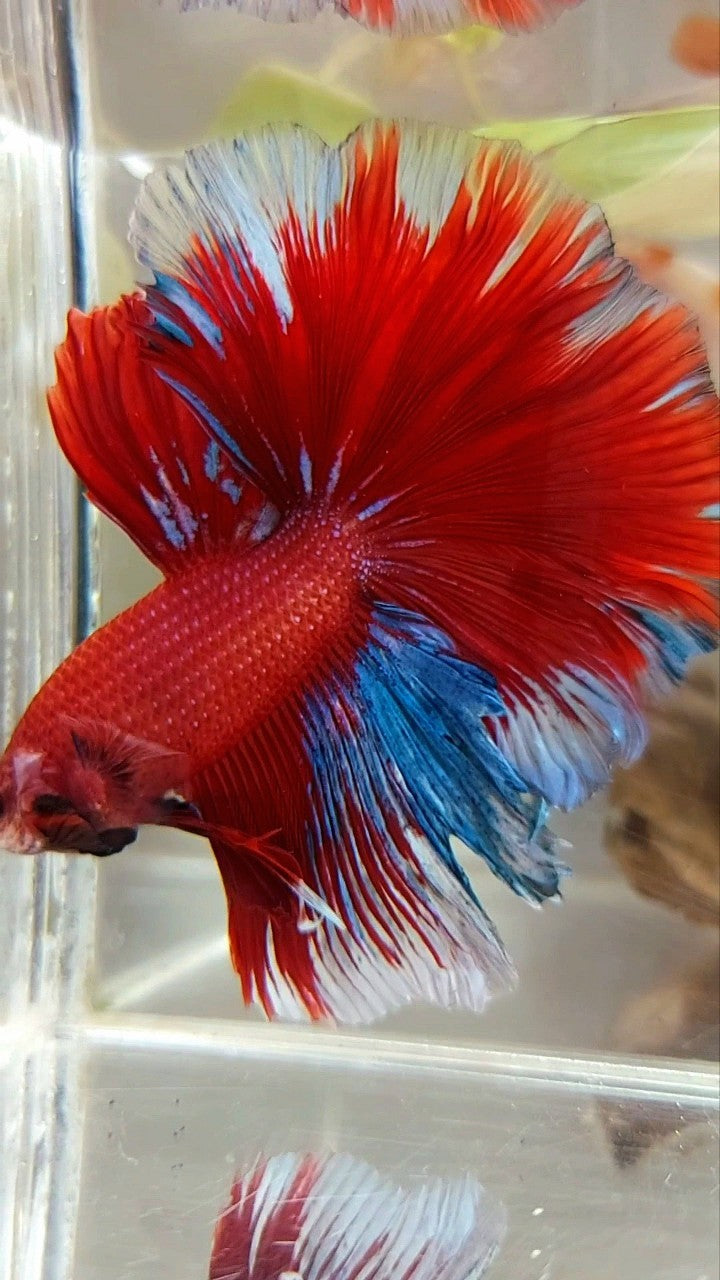 XL HALFMOON OVERTAIL ROSETAIL HELLBOY ROT BLAUER BETTA-FISCH