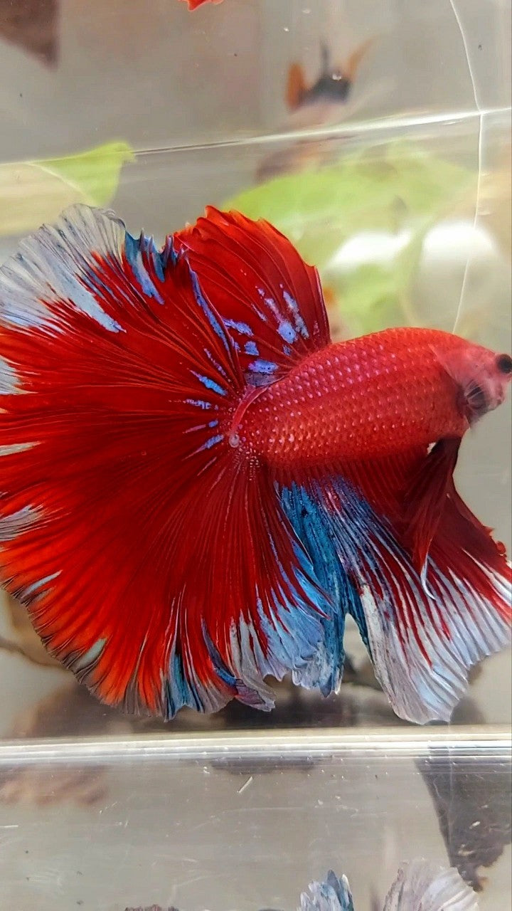 XL HALFMOON OVERTAIL ROSETAIL HELLBOY ROT BLAUER BETTA-FISCH