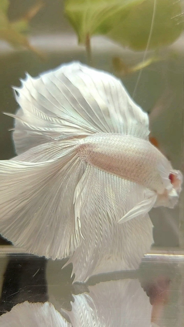 XL HALFMOON OVERTAIL DOUBLE TAIL WHITE PLATINUM BETTA FISH