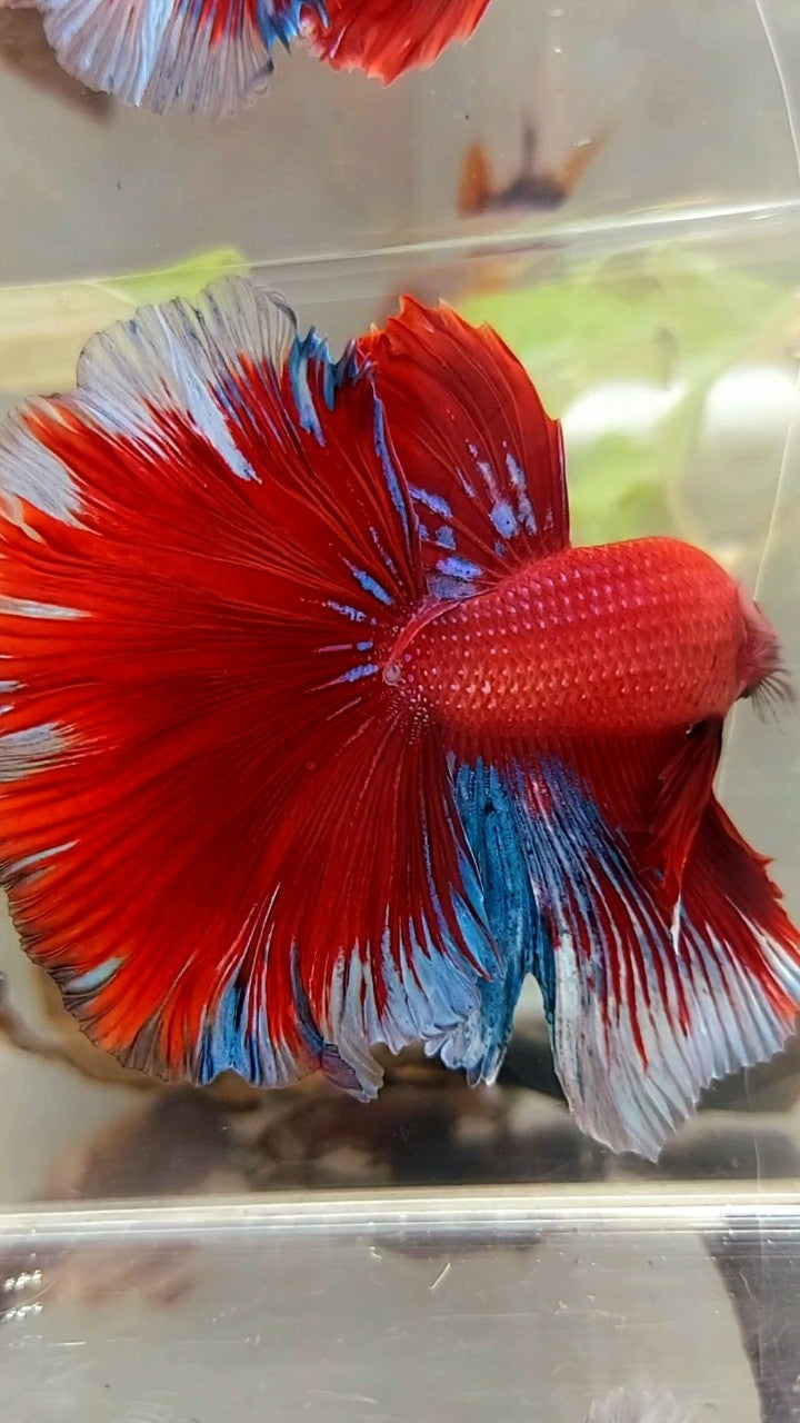 XL HALFMOON OVERTAIL ROSETAIL HELLBOY RED BLUE BETTA FISH