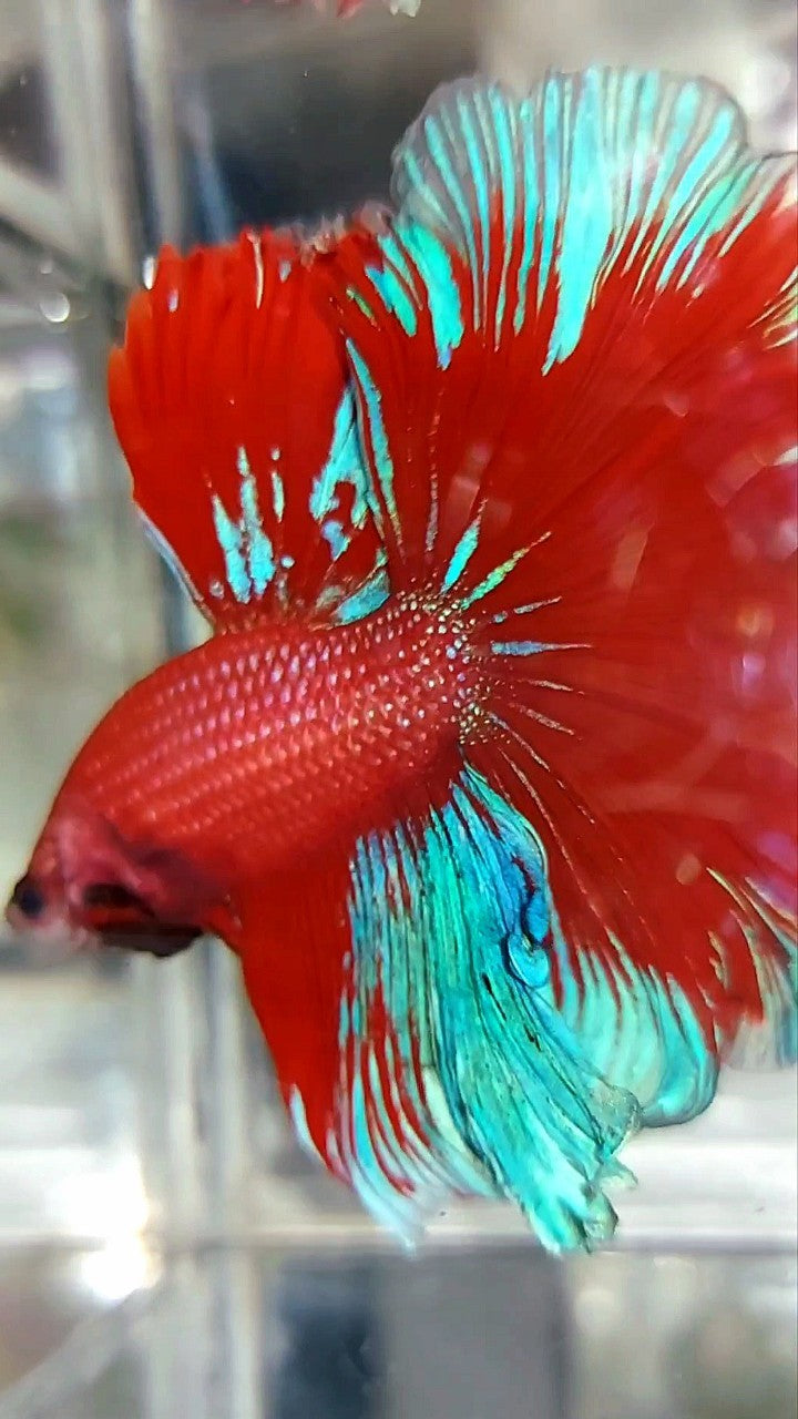 XL HALFMOON OVERTAIL ROSETAIL HELLBOY RED BLUE BETTA FISH