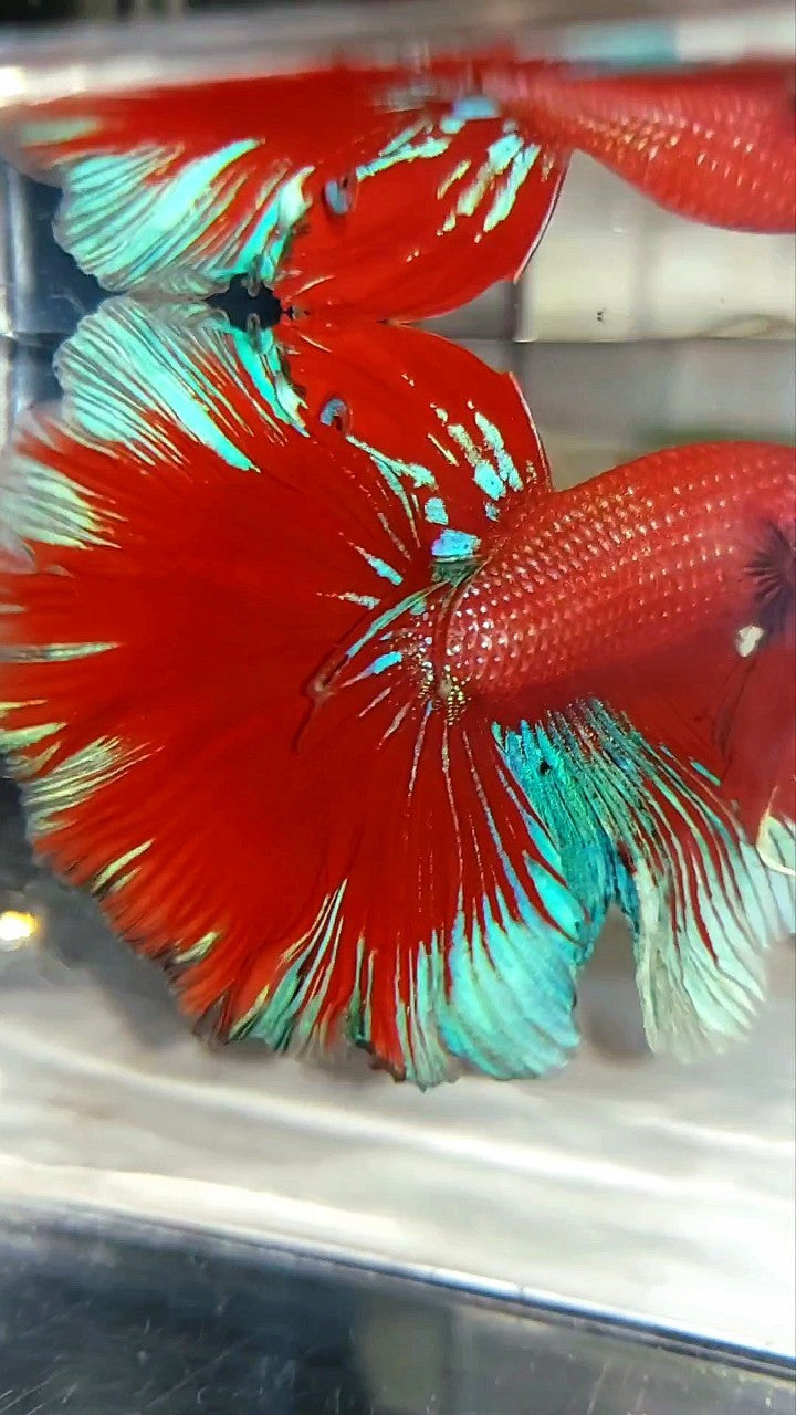 XL HALFMOON OVERTAIL ROSETAIL HELLBOY RED BLUE BETTA FISH