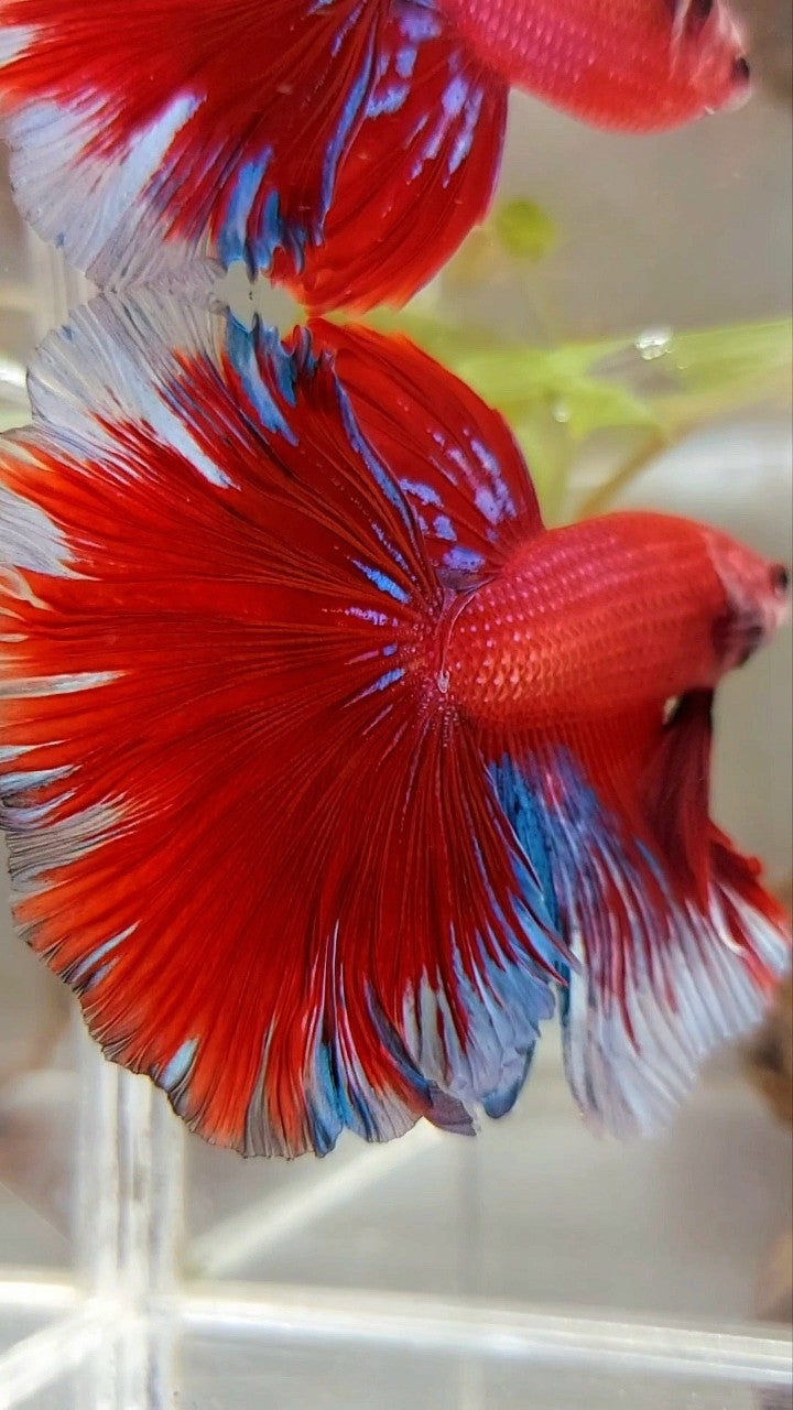 XL HALFMOON OVERTAIL ROSETAIL HELLBOY ROT BLAUER BETTA-FISCH