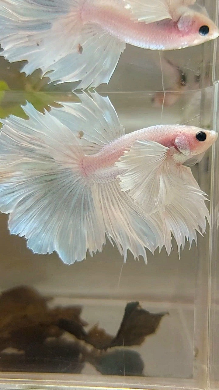 HALFMOON SUPER DUMBO EAR ROSETAIL WHITE PLATINUM BETTA FISH