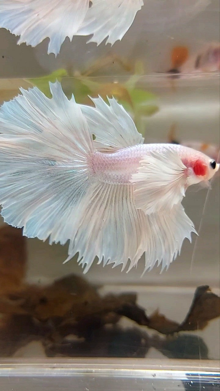 HALFMOON SUPER DUMBO EAR ROSETAIL WHITE PLATINUM BETTA FISH