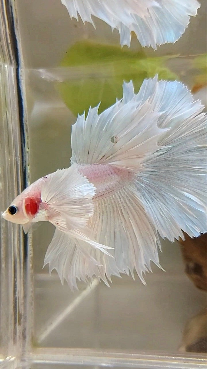 HALFMOON SUPER DUMBO EAR ROSETAIL WHITE PLATINUM BETTA FISH