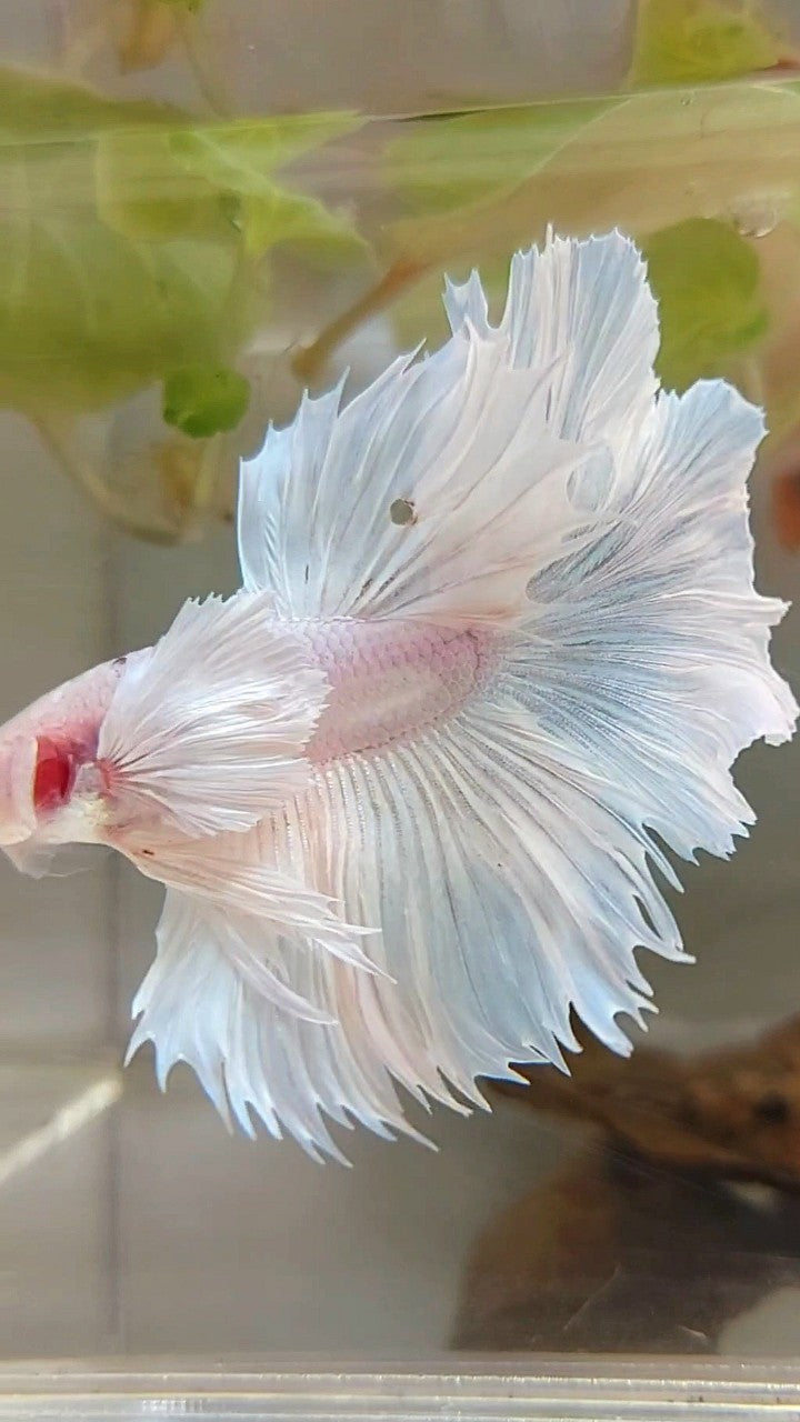 HALFMOON SUPER DUMBO EAR ROSETAIL WEISSER PLATIN-BETTA-FISCH