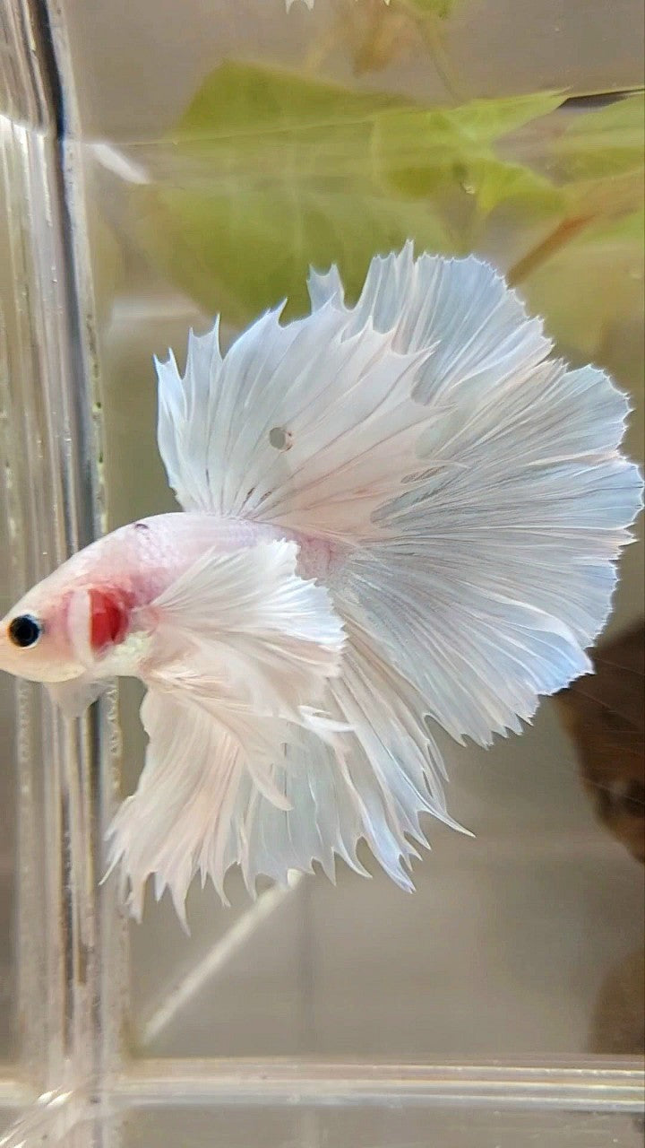 HALFMOON SUPER DUMBO EAR ROSETAIL WHITE PLATINUM BETTA FISH