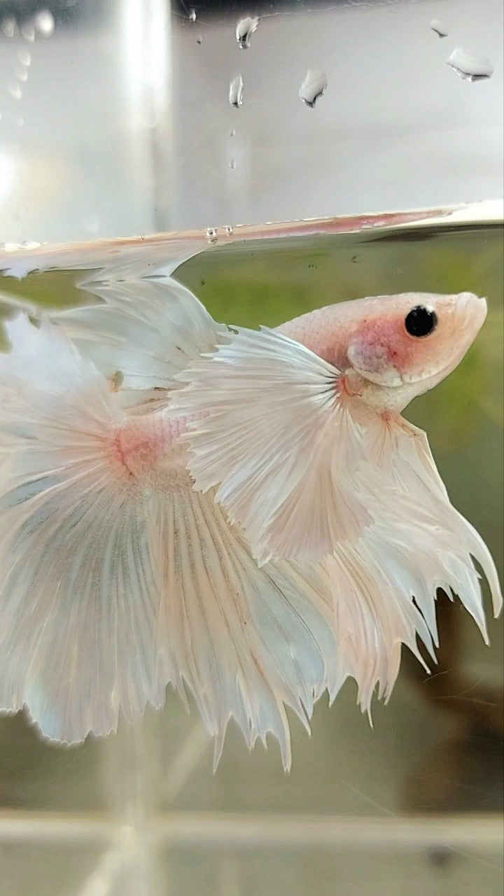 HALFMOON SUPER DUMBO EAR ROSETAIL WEISSER PLATIN-BETTA-FISCH