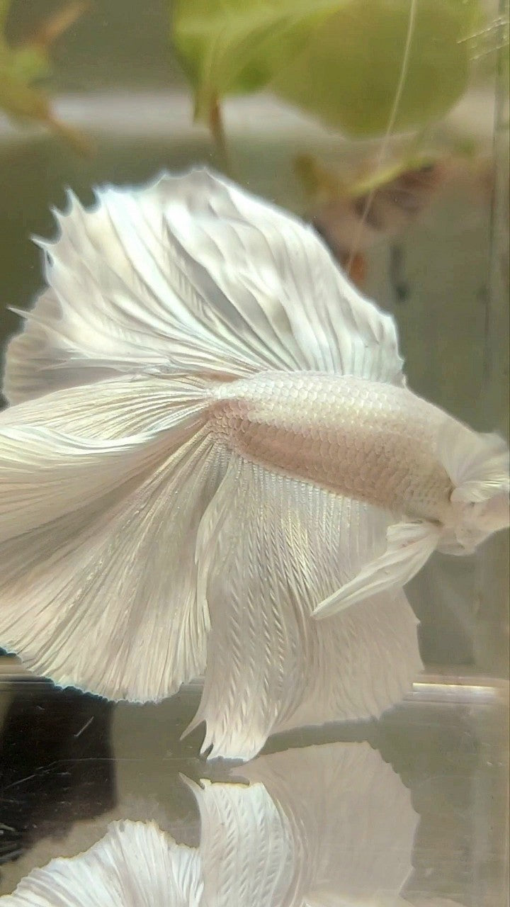 XL HALFMOON OVERTAIL DOUBLE TAIL WHITE PLATINUM BETTA FISH