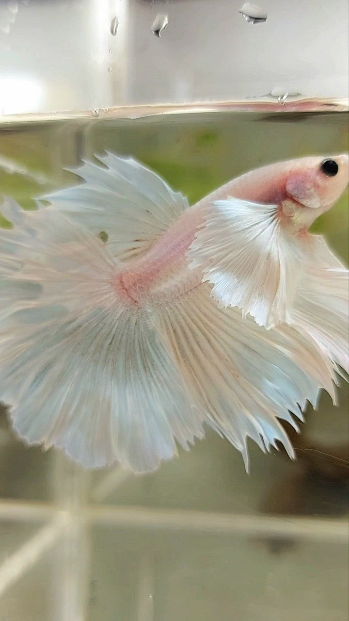 HALFMOON SUPER DUMBO EAR ROSETAIL WHITE PLATINUM BETTA FISH