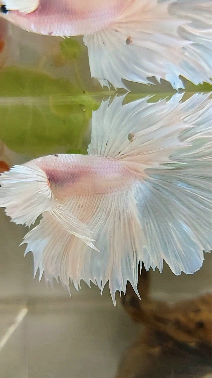 HALFMOON SUPER DUMBO EAR ROSETAIL WEISSER PLATIN-BETTA-FISCH