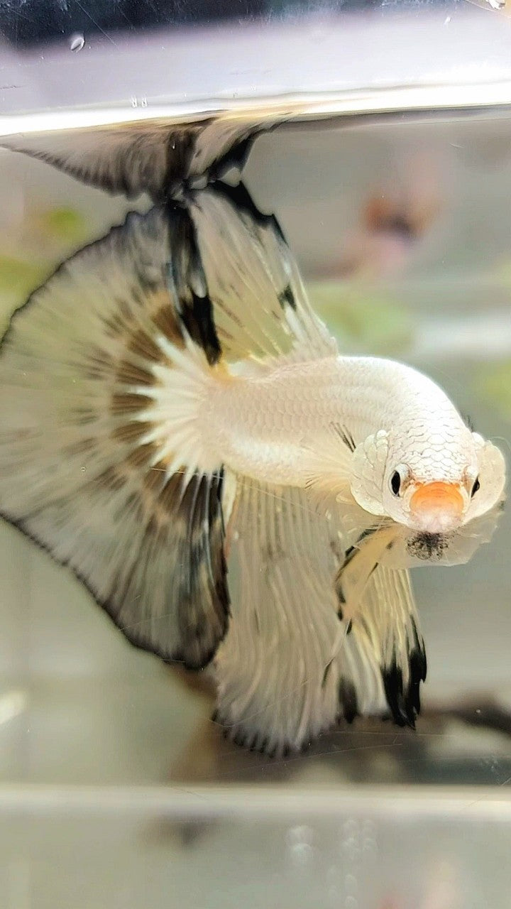 XL HALFMOON OVERTAIL ROSETAIL WHITE YELLOW RIM BETTA FISH