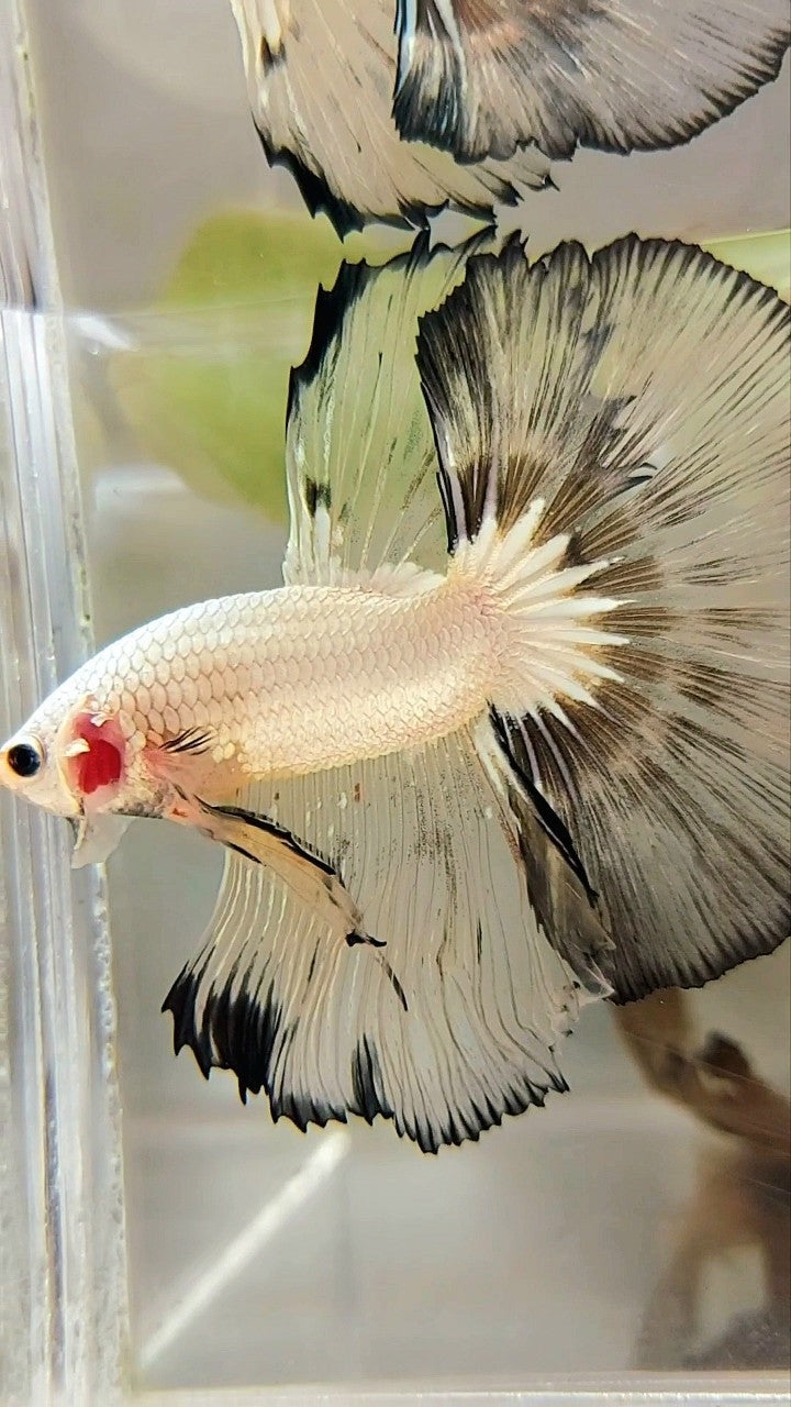 XL HALFMOON OVERTAIL ROSETAIL WEISSER GELBER RIM BETTA-FISCH