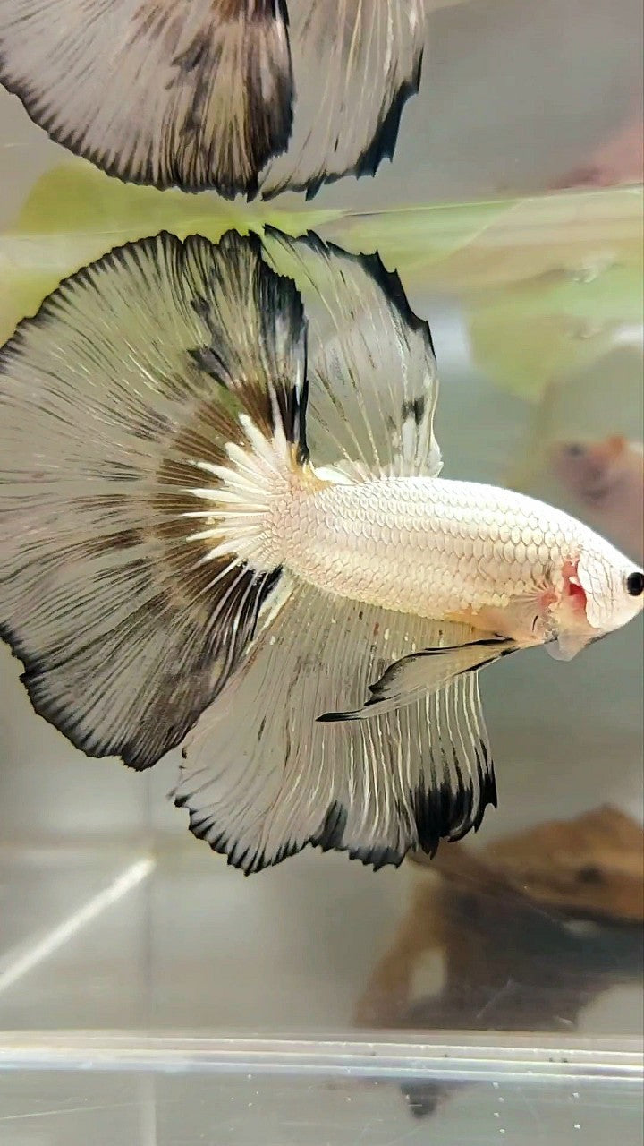 XL HALFMOON OVERTAIL ROSETAIL WEISSER GELBER RIM BETTA-FISCH