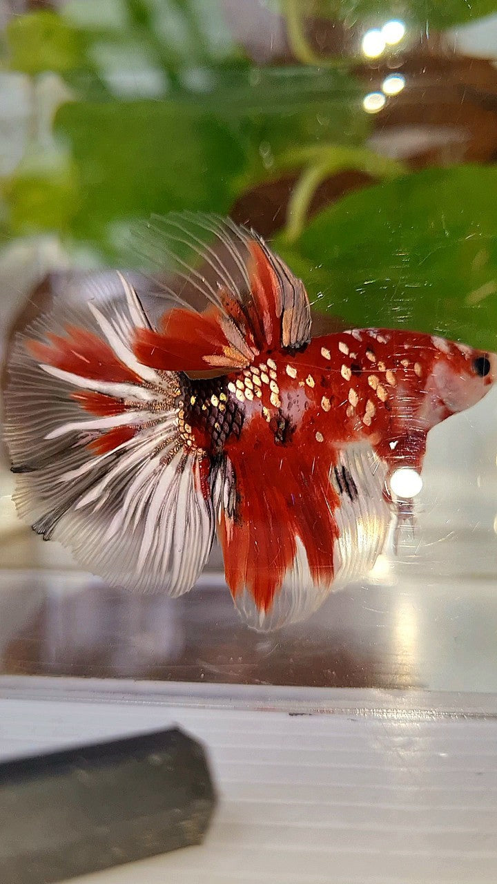 HALFMOON ROSETAIL RED KOI COPPER GOLD STARTAIL BETTA FISH