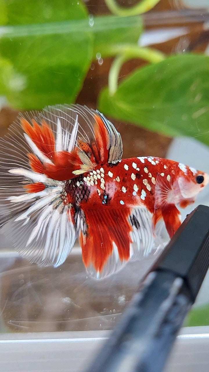 HALFMOON ROSETAIL RED KOI COPPER GOLD STARTAIL BETTA FISH