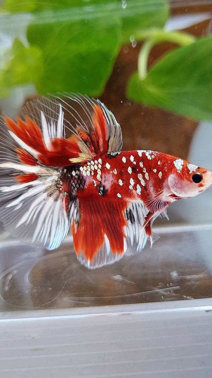 HALFMOON ROSETAIL RED KOI COPPER GOLD STARTAIL BETTA FISH