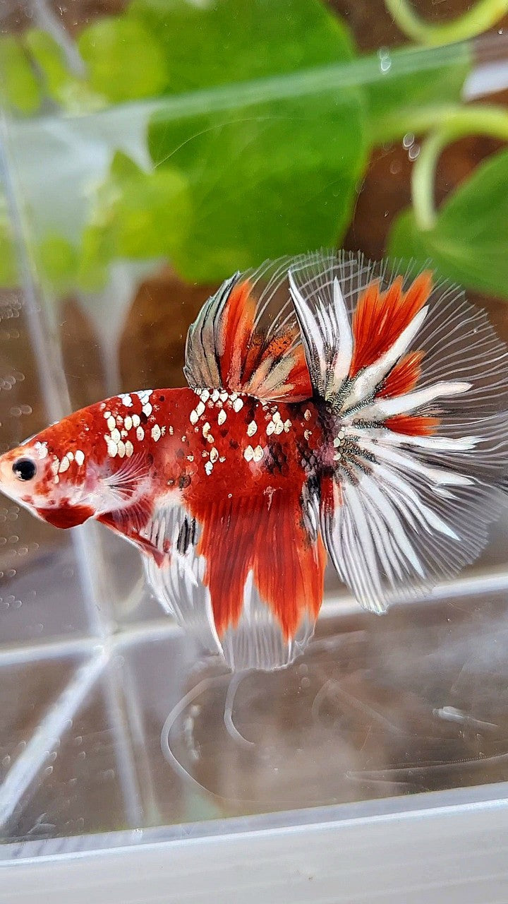 HALFMOON ROSETAIL RED KOI COPPER GOLD STARTAIL BETTA FISH