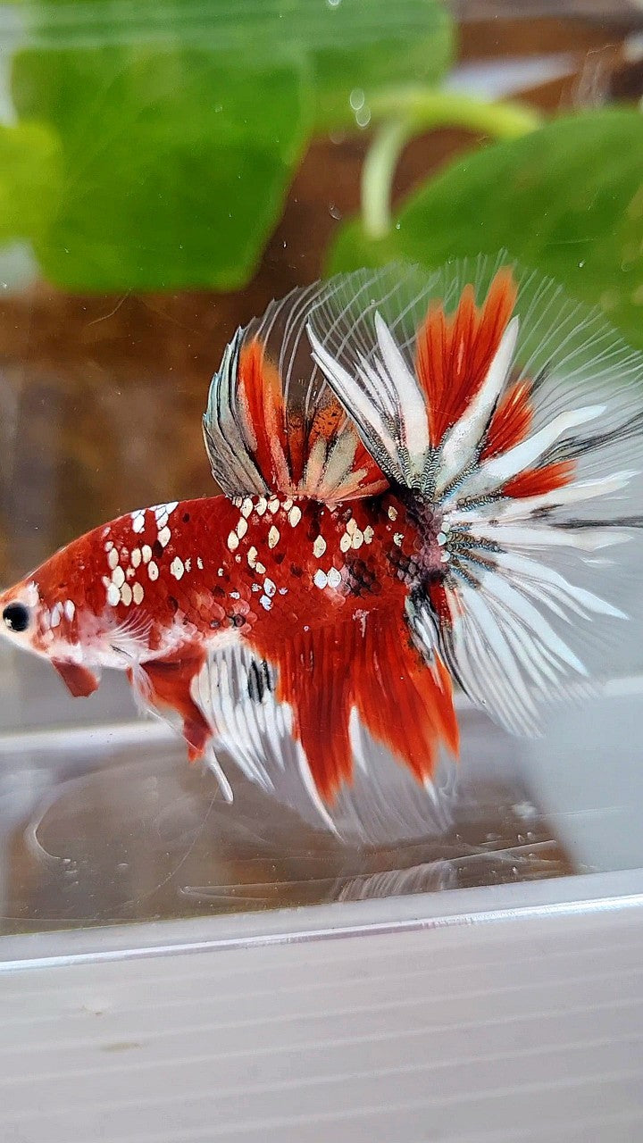 HALFMOON ROSETAIL RED KOI COPPER GOLD STARTAIL BETTA FISH