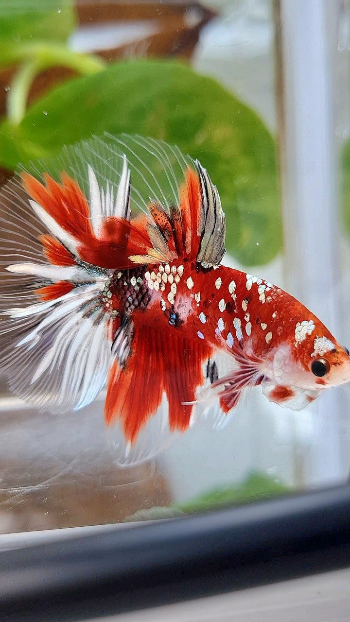 HALFMOON ROSETAIL RED KOI COPPER GOLD STARTAIL BETTA FISH