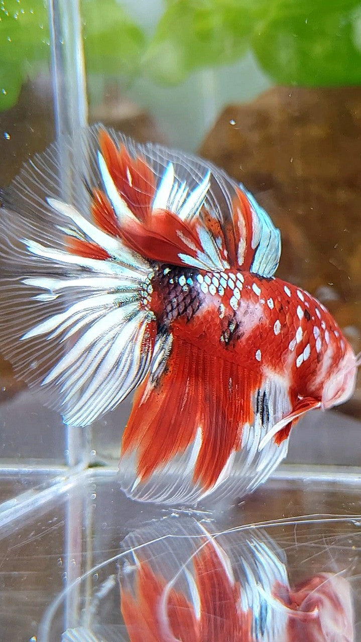 HALFMOON ROSETAIL RED KOI COPPER GOLD STARTAIL BETTA FISH