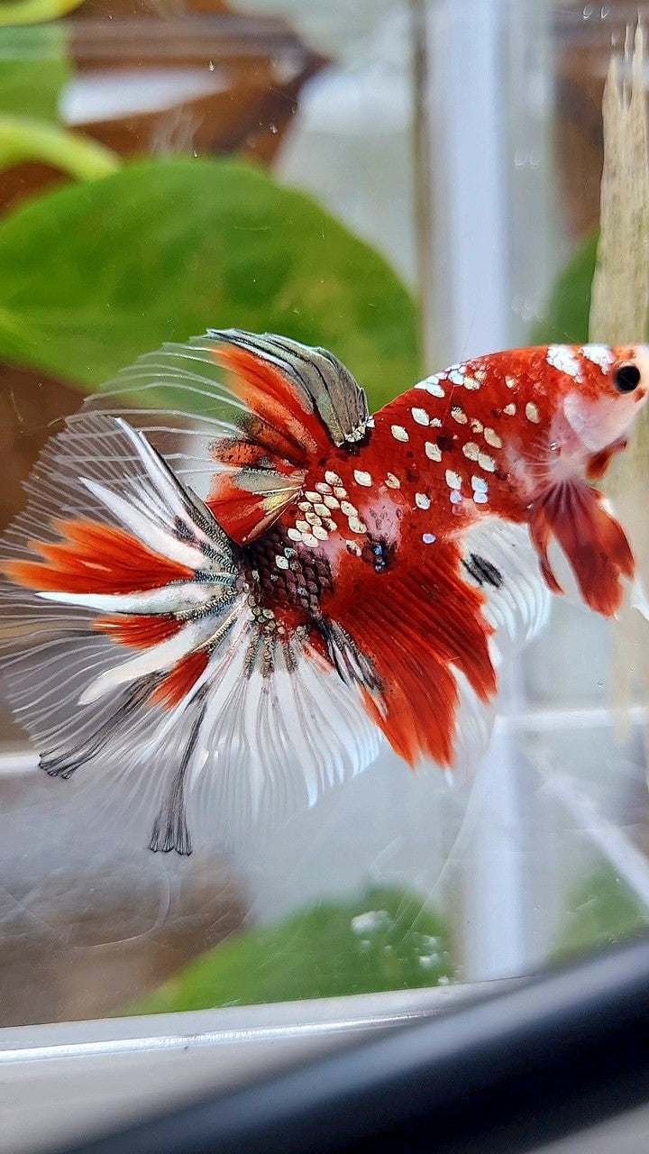 HALFMOON ROSETAIL RED KOI COPPER GOLD STARTAIL BETTA FISH