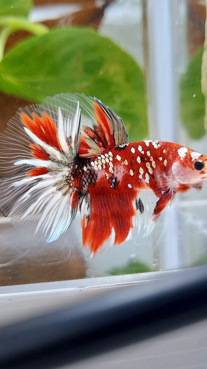 HALFMOON ROSETAIL RED KOI COPPER GOLD STARTAIL BETTA FISH