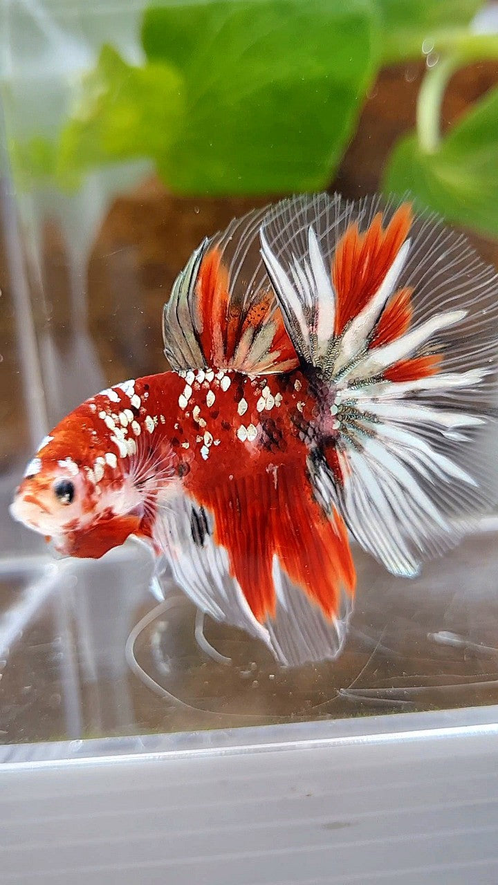 HALFMOON ROSETAIL RED KOI COPPER GOLD STARTAIL BETTA FISH